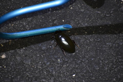 Hydrophilus triangularis