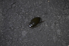 Hydrophilus triangularis