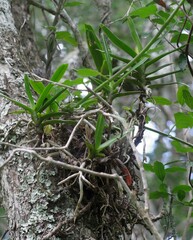 Cyrtorchis arcuata