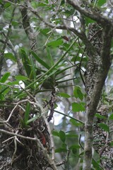 Cyrtorchis arcuata