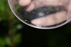 Harmonia axyridis