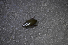 Hydrophilus triangularis