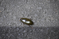 Hydrophilus triangularis