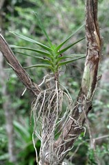 Cyrtorchis arcuata
