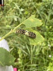 Papilio machaon hippocrates