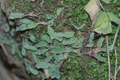 Plagiochasma rupestre