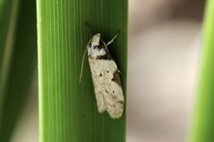 Philobota transversella