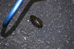 Hydrophilus triangularis