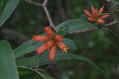 Burchellia bubalina