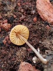 Conocybe