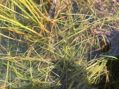 Pilularia globulifera