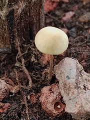 Conocybe