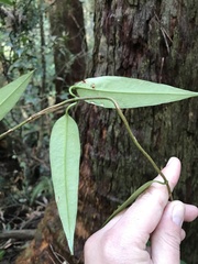 Parsonsia rotata