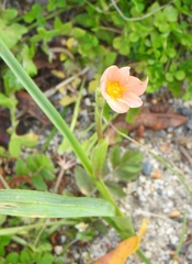 Moraea miniata