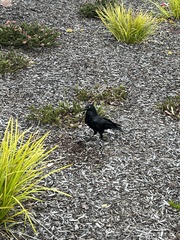 Corvus coronoides