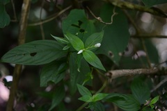 Spigelia humboldtiana