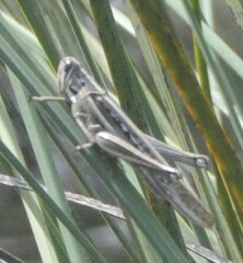 Austracris guttulosa