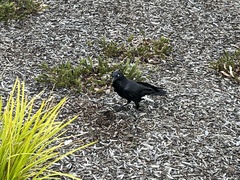Corvus coronoides