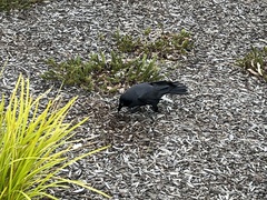 Corvus coronoides