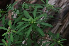 Euphorbia kraussiana