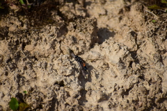 Ammophila