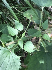 Urtica incisa