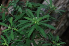 Euphorbia kraussiana
