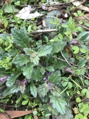Ajuga