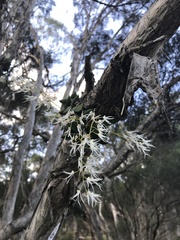 Dendrobium linguiforme