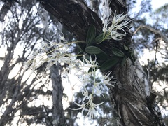 Dendrobium linguiforme