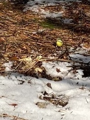 Periparus venustulus