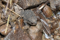 Bufo gargarizans