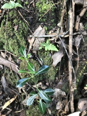 Psychotria daphnoides