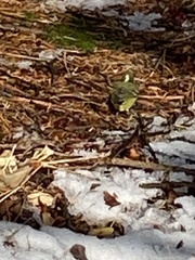 Periparus venustulus