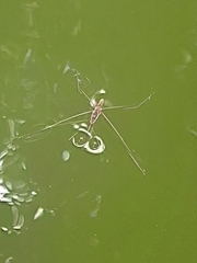 Limnometra