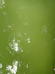 Limnometra
