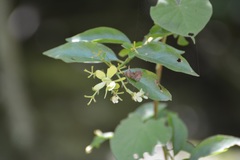 Tetrapterys schiedeana