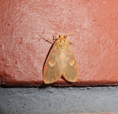 Ammatho cuneonotatus