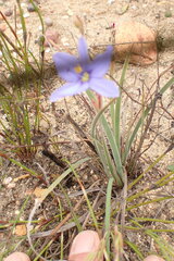 Aristea pusilla