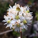 Alpine Saxifrage - Photo (c) Cameron Eckert, some rights reserved (CC BY-NC), uploaded by Cameron Eckert