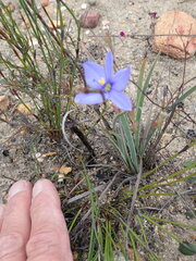 Aristea pusilla