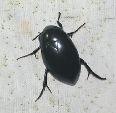 Hydrophilus ovatus