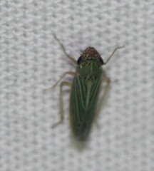 Xyphon reticulatum