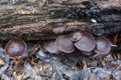 Hypholoma brunneum