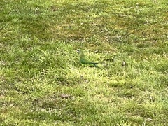 Polytelis swainsonii