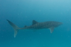 Rhincodon typus