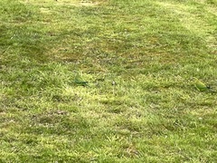 Polytelis swainsonii