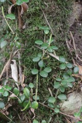 Peperomia tetraphylla
