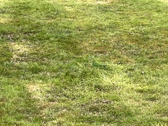 Polytelis swainsonii