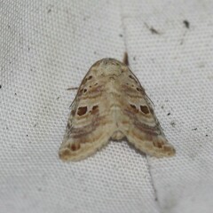 Diastema tigris